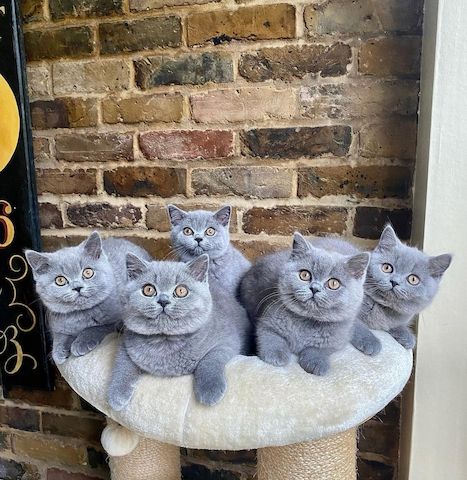 Blaues Britisch Kurzhaar-Kätzchen zu verkaufen