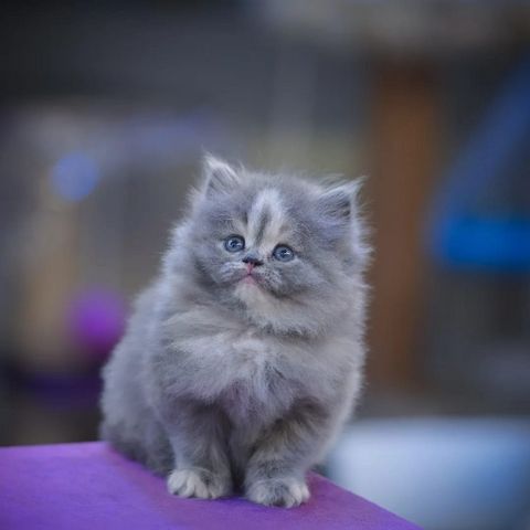 Freundliches Perserkätzchen zu verkaufen