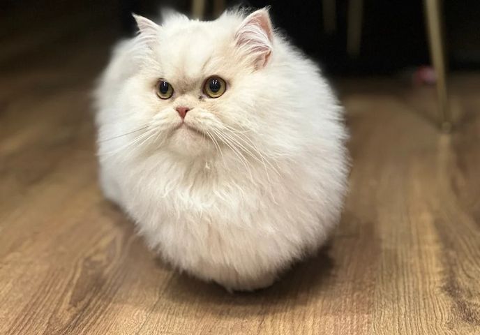 Unsere Munchkin-Kätzchen sind gut erzogen und bestens sozialisiert