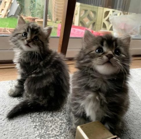 Unsere Norwegischen Waldkatzen sind gut erzogen und bestens sozialisiert