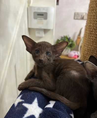 Unsere Orientalisch Kurzhaar-Kätzchen sind gut erzogen und bestens sozialisiert.