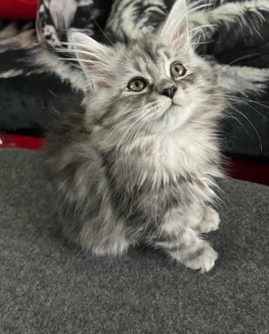 Unsere Perserkätzchen sind gut erzogen und bestens sozialisiert