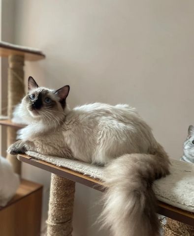 Unsere Ragdoll-Kätzchen sind gut erzogen und bestens sozialisiert