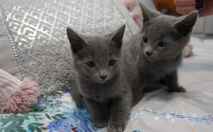 Unsere Russisch Blau Kätzchen sind gut erzogen und bestens sozialisiert.