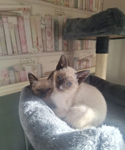 Unsere Siamkätzchen sind gut erzogen und bestens sozialisiert