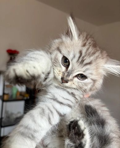 Unsere Sibirischen Kätzchen sind gut erzogen und bestens sozialisiert.