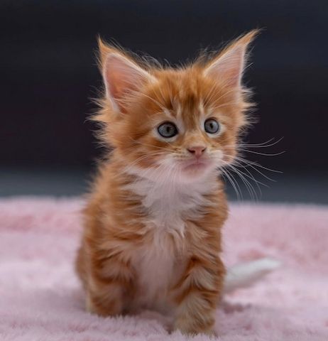 Reinrassige Maine-Coon-Kitten abzugeben