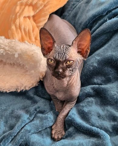 Unsere Sphynx-Kätzchen sind gut erzogen und bestens sozialisiert.