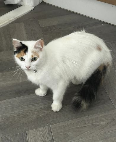 Unsere Türkisch Van-Kätzchen sind gut erzogen und bestens sozialisiert.