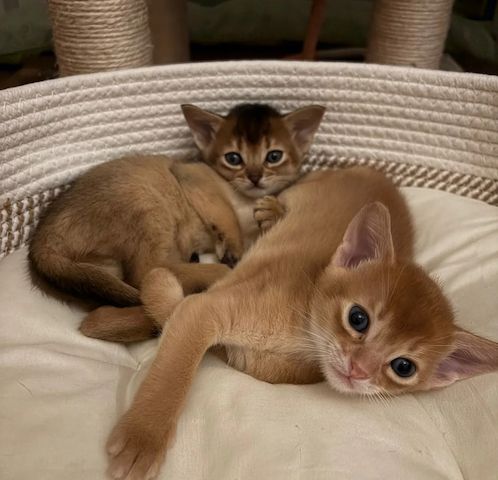 Unsere Abessinier-Kätzchen sind gut erzogen und bestens sozialisiert
