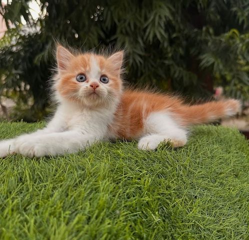 Norwegische Waldkatze (weiblich) abzugeben