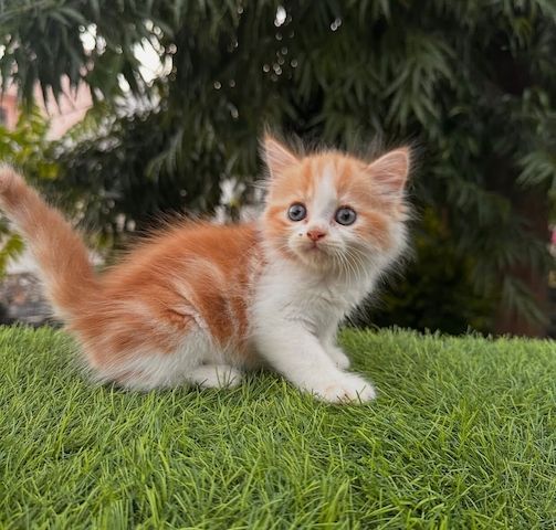 Norwegische Waldkatze (weiblich) abzugeben