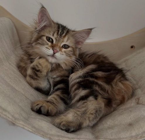 Norwegische Waldkatze (weiblich) abzugeben