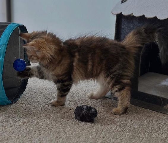 Norwegische Waldkatze (weiblich) abzugeben