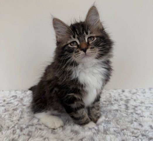 Norwegische Waldkatze (weiblich) abzugeben