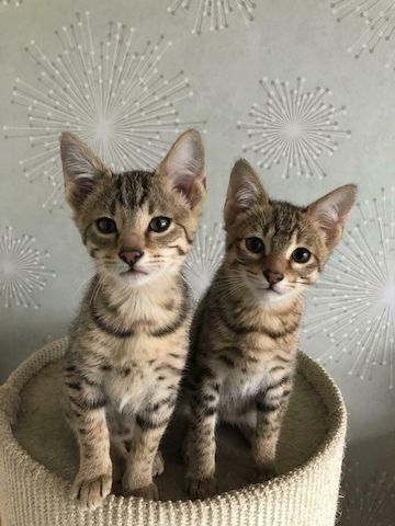 Savannah F3-Kätzchen