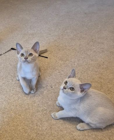 Unsere Burma-Kätzchen sind gut erzogen und bestens sozialisiert.