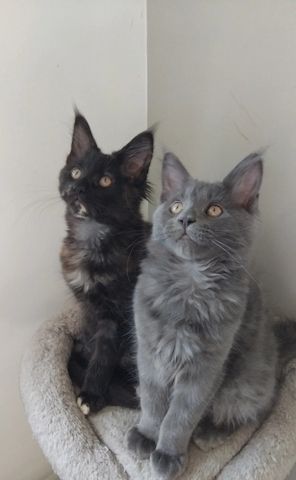 Unsere Maine-Coon-Kätzchen sind gut erzogen und bestens sozialisiert