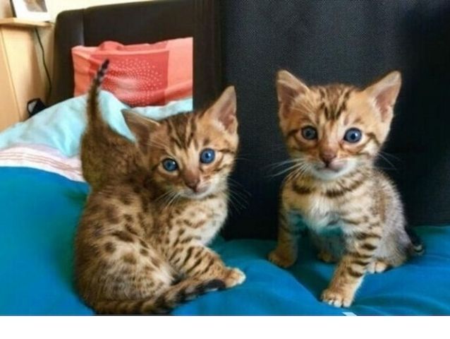 Reinrassige Bengal Kitten