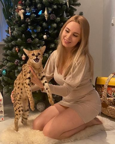 Süße Savannah-Kätzchen zu verkaufen