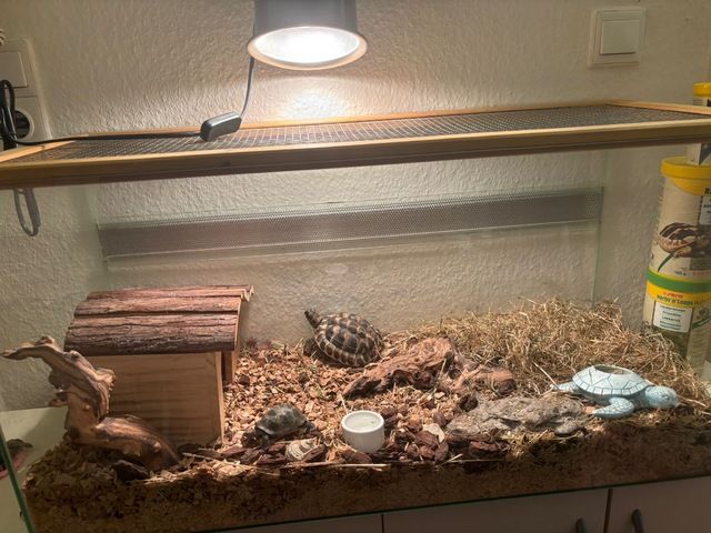 Griechische Landschildkröte