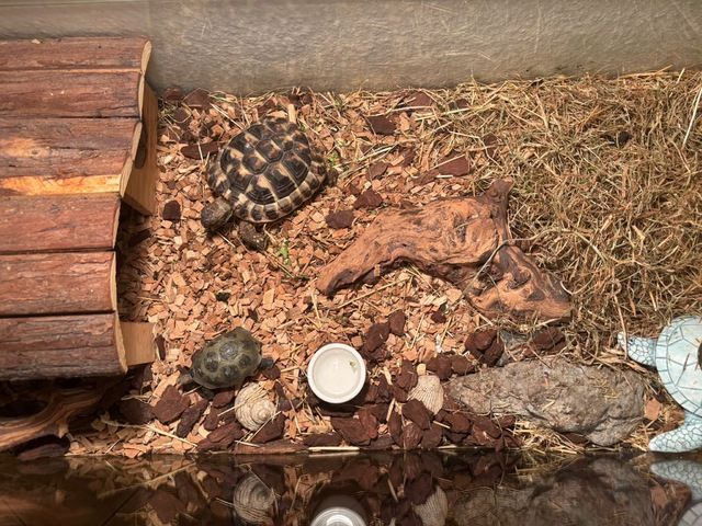 Griechische Landschildkröte