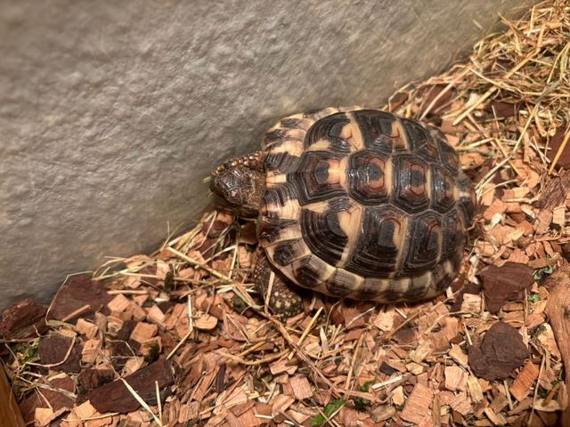 Griechische Landschildkröte