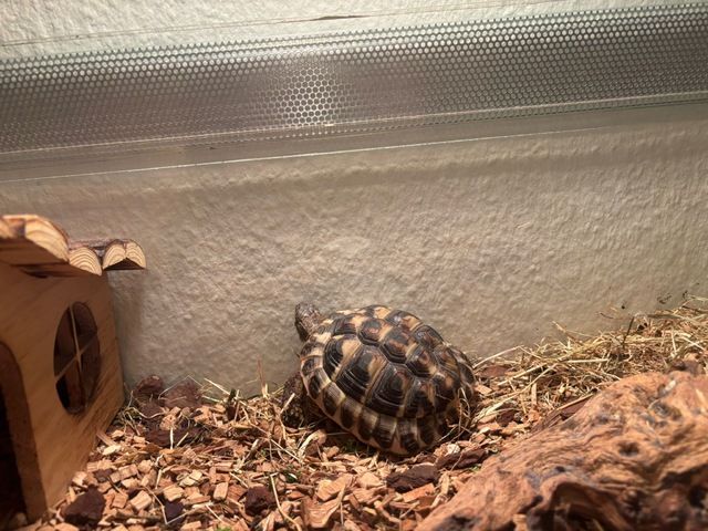 Griechische Landschildkröte