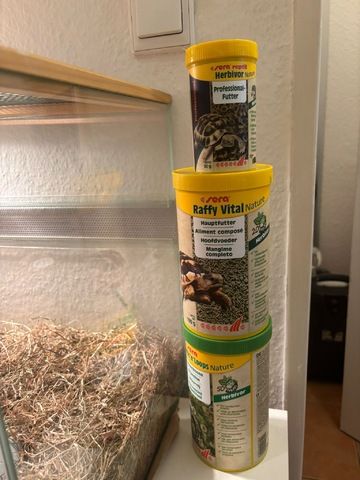 Griechische Landschildkröte