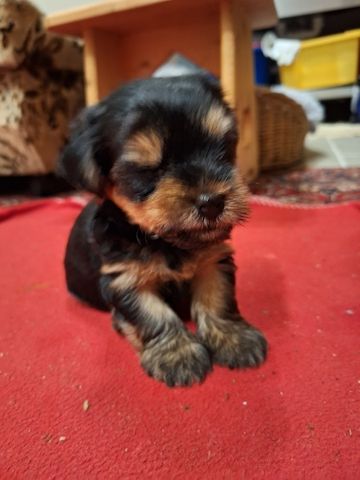 Yorki Welpen
