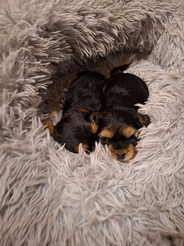 Yorki Welpen