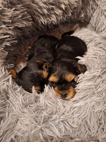 Yorki Welpen