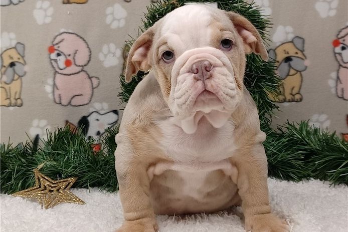 Reinrassige Englische Bulldoggen zu verkaufen.