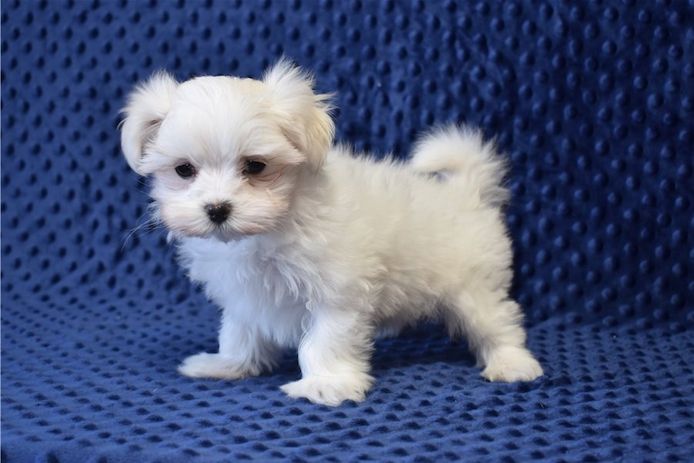 Gesunde Malteserwelpen abzugeben.