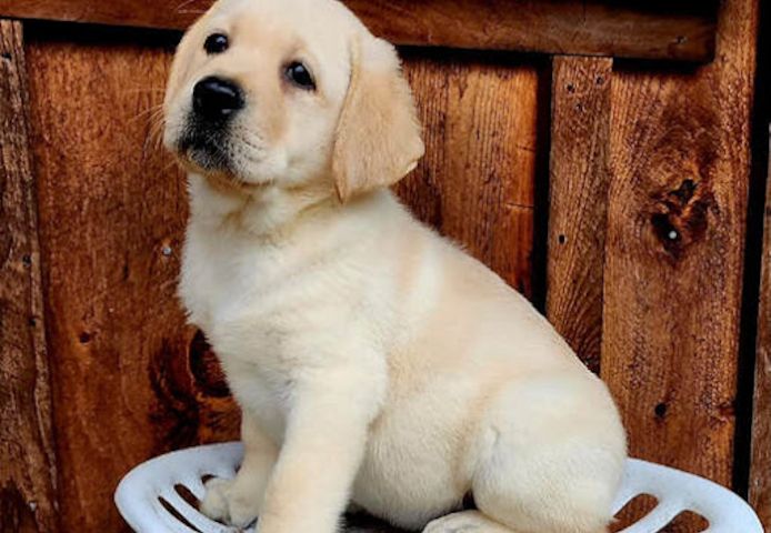 Labrador-Welpen zu verkaufen.