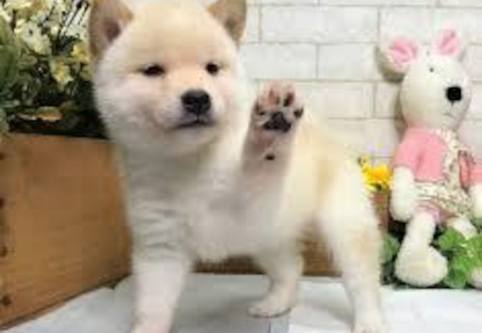 Shiba-Inu-Welpen suchen ein neues Zuhause.