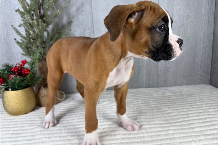 Boxerwelpen mit allen notwendigen Impfungen verfügbar.