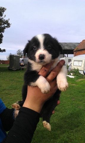Registrierte Border Collie Welpen zu verkaufen.