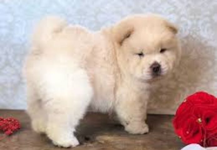 Chow Chow Welpen verfügbar.