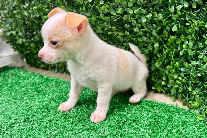 Kleine Chihuahua-Welpen zu verkaufen.