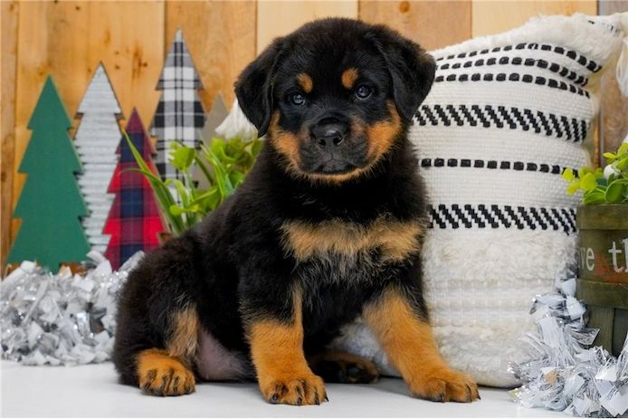 Rottweiler-Welpen zu verkaufen.
