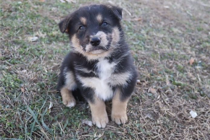 Reinrassige Deutsche Schäferhund-Welpen.
