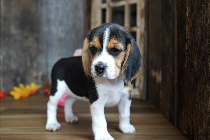 Beagle-Welpen zu verkaufen.