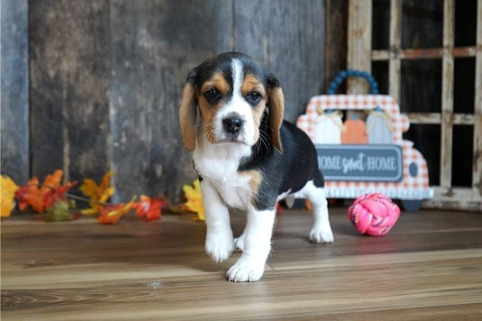 Beagle-Welpen zu verkaufen.