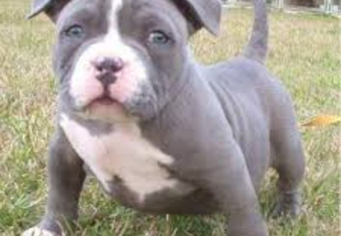 American Pit Bull Welpen zu verkaufen.