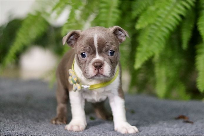 Gesunde Boston Terrier Welpen mit Papieren verfügbar.