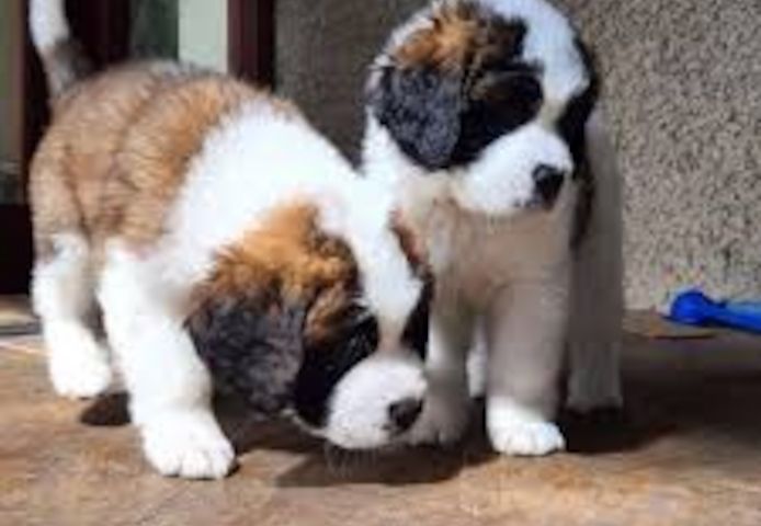 Bernhardiner Welpen suchen ein Zuhause.