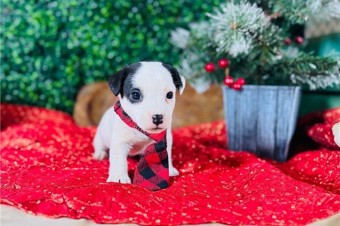 Gesunde Jack-Russell-Welpen abzugeben.