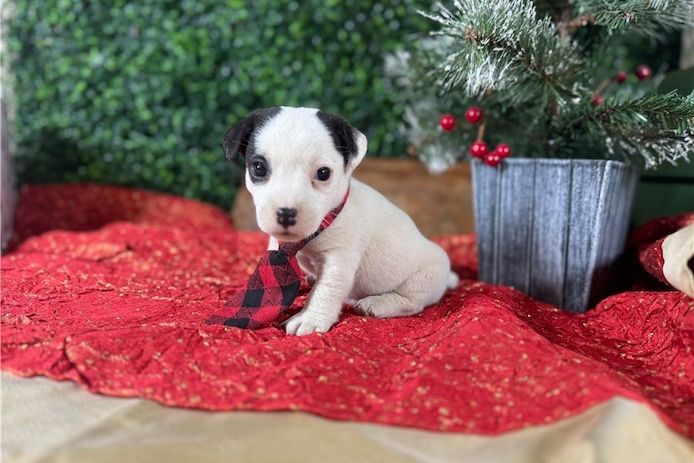 Gesunde Jack-Russell-Welpen abzugeben.