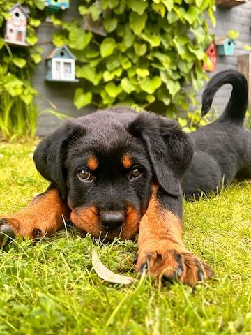 Wunderschöne Rottweilerwelpen